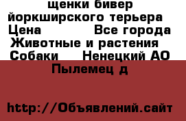 щенки бивер йоркширского терьера › Цена ­ 8 000 - Все города Животные и растения » Собаки   . Ненецкий АО,Пылемец д.